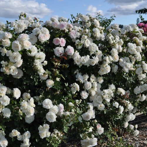 Krémfehér - Csokros virágú - magastörzsű rózsafa- csüngő koronaforma